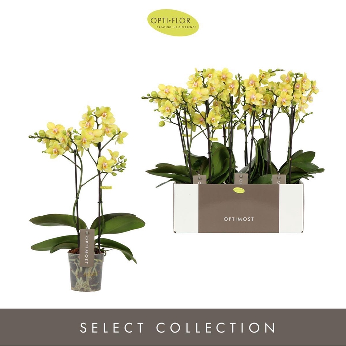 <h4>Phalaenopsis multi.   ...yellow</h4>