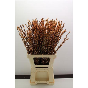 Katjes Salix Apricot