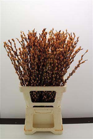 <h4>Katjes Salix Apricot</h4>