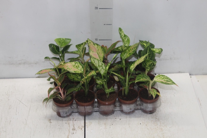 <h4>AGLAONEMA VARIADA P06</h4>