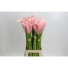 Zantedeschia Eydolls Pink