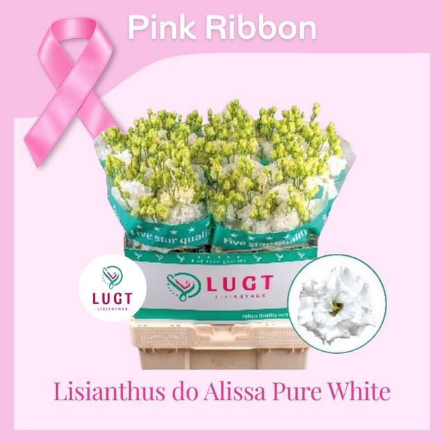 <h4>Lisianthus do alissa pure white</h4>