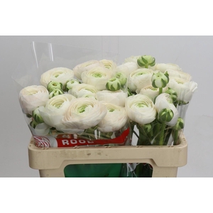Ranunculus Clooney Hanoi