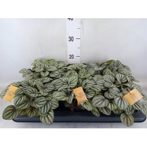 Peperomia