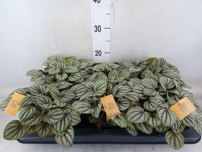 <h4>Peperomia</h4>