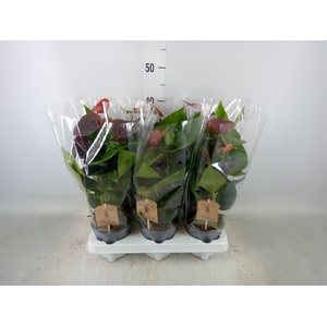 Anthurium andr. 'Essencia'