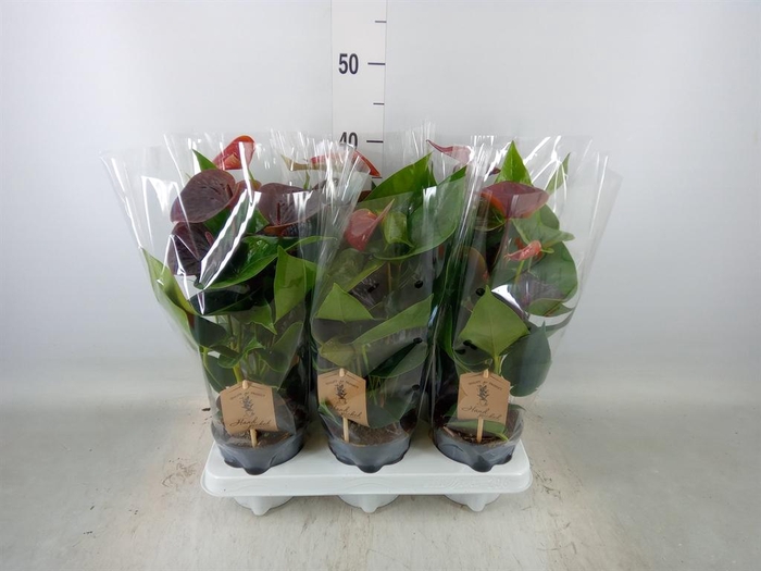 <h4>Anthurium andr. 'Essencia'</h4>