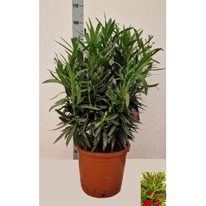 NERI OLEANDER