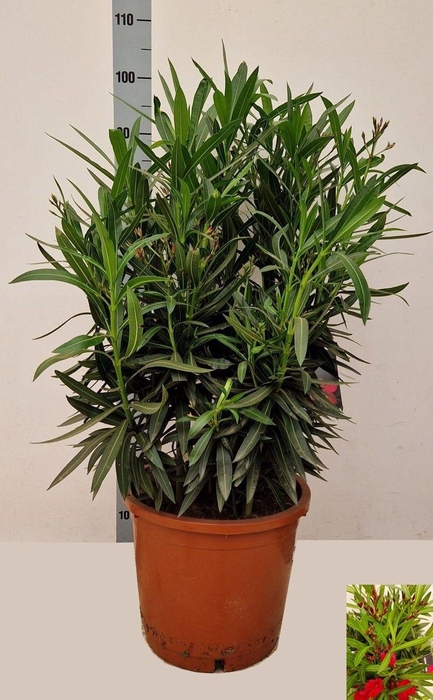 <h4>NERI OLEANDER</h4>