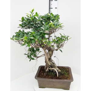 Ficus retusa, pot 40cm. Height 85cm.( single item)