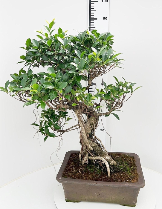 <h4>Ficus retusa, pot 40cm. Height 85cm.( single item)</h4>