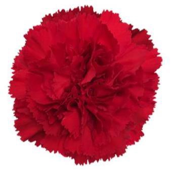 <h4>Di St Grandsole</h4>