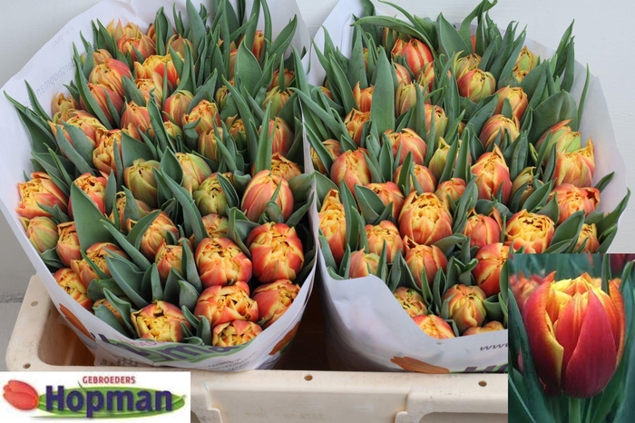 <h4>TU DU EDITION</h4>