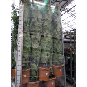 Ficus elastica 'Robusta'