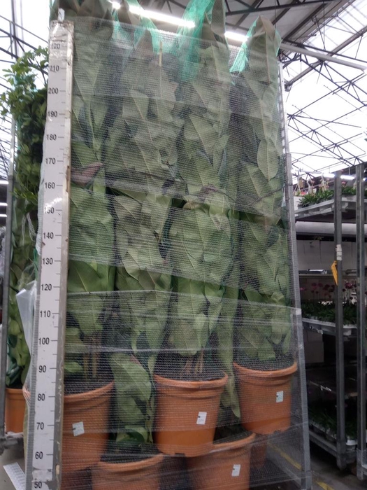 <h4>Ficus elastica 'Robusta'</h4>