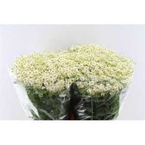 Tanacetum Pa Cameron