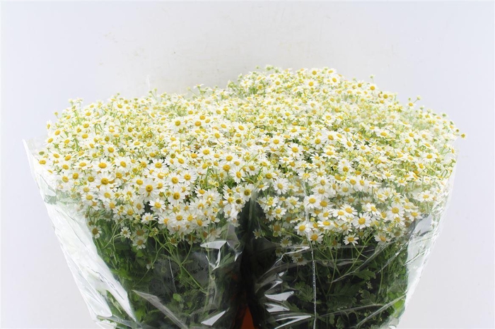 <h4>Tanacetum Pa Cameron</h4>