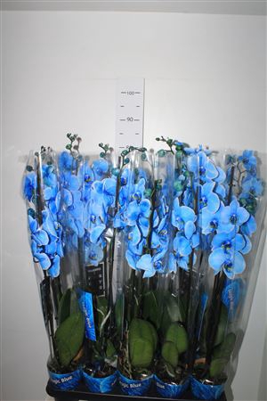 <h4>Phal Blue 2 Branches 18+</h4>