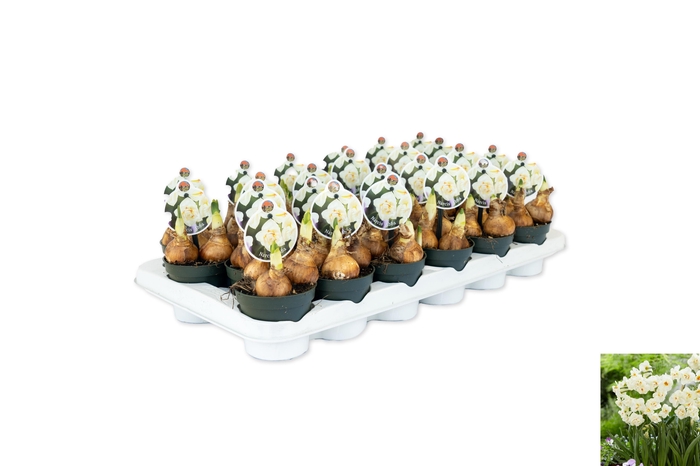 <h4>Narcissus Abba</h4>