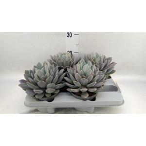 Pachyphytum  'Draco'