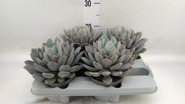 <h4>Pachyphytum  'Draco'</h4>
