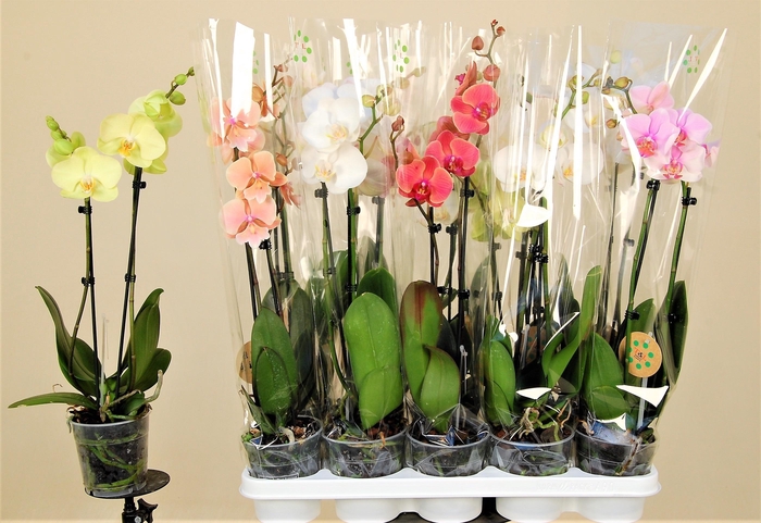 <h4>PHAL GEM 7 KL</h4>