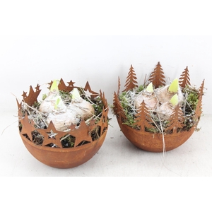 arr4 Hyacint PL - Roest bolschaaltje x3