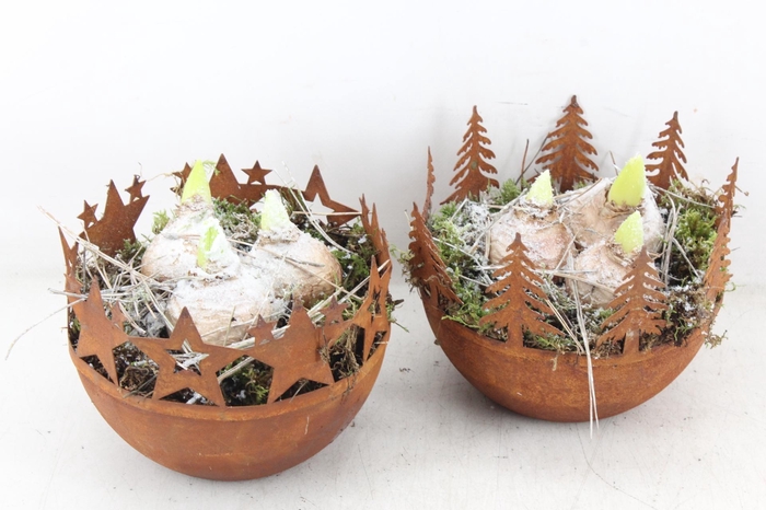 <h4>arr4 Hyacint PL - Roest bolschaaltje x3</h4>