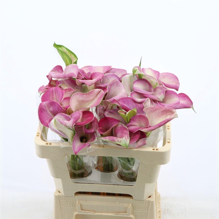 <h4>Calla Denver | Dubbelbloemig</h4>