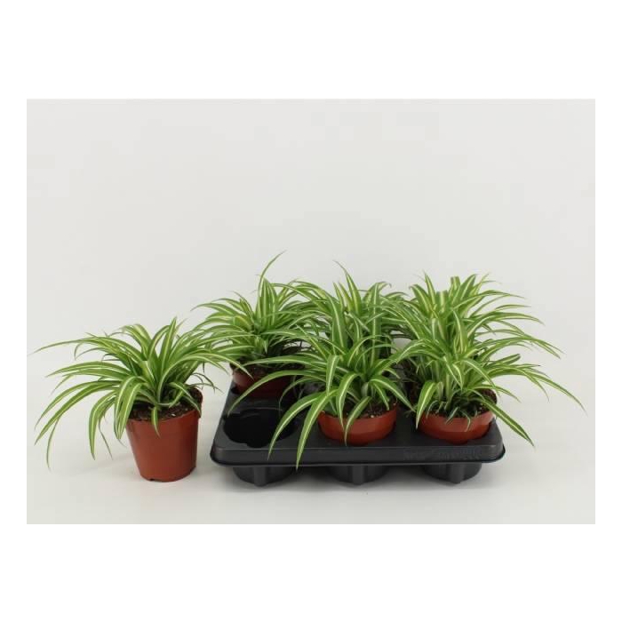 <h4>CHLOR COM VARIEGATUM</h4>