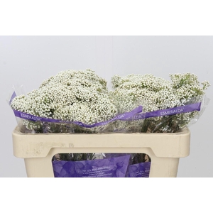 Ozothamnus Cooks Snow White