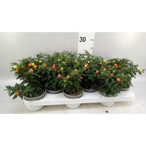Solanum pseudocapsicum