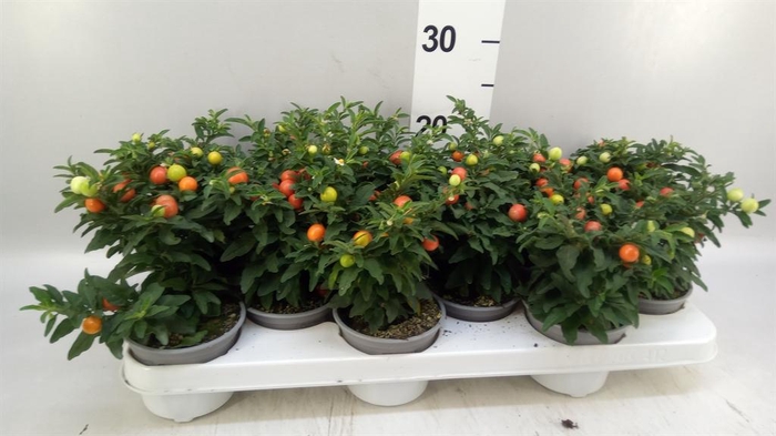 <h4>Solanum pseudocapsicum</h4>
