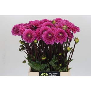 Dahlia Sandra
