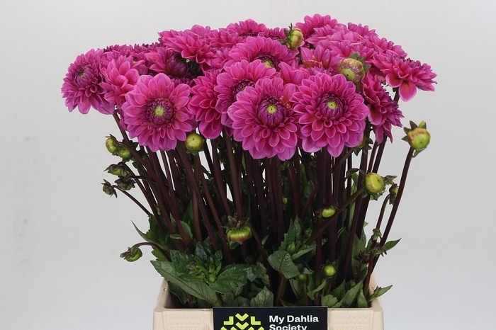 <h4>Dahlia Sandra</h4>