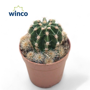 CACTUS OV