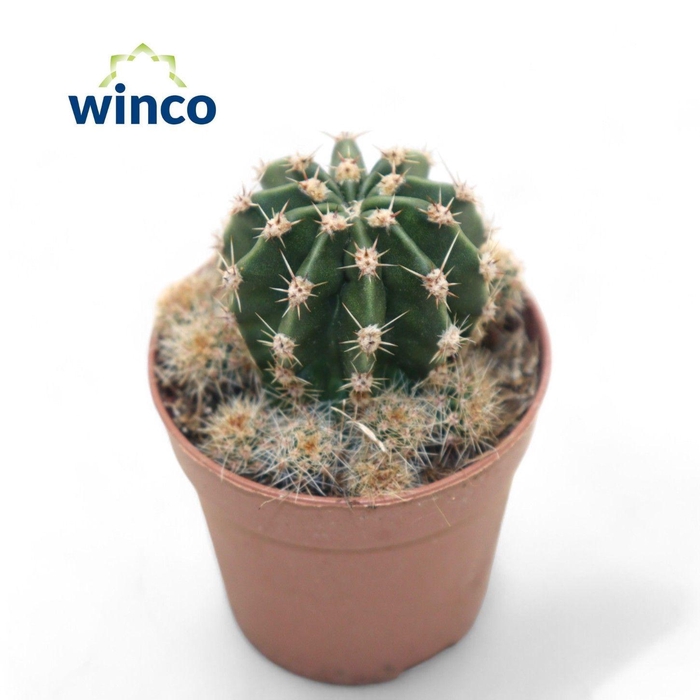 <h4>CACTUS OV</h4>
