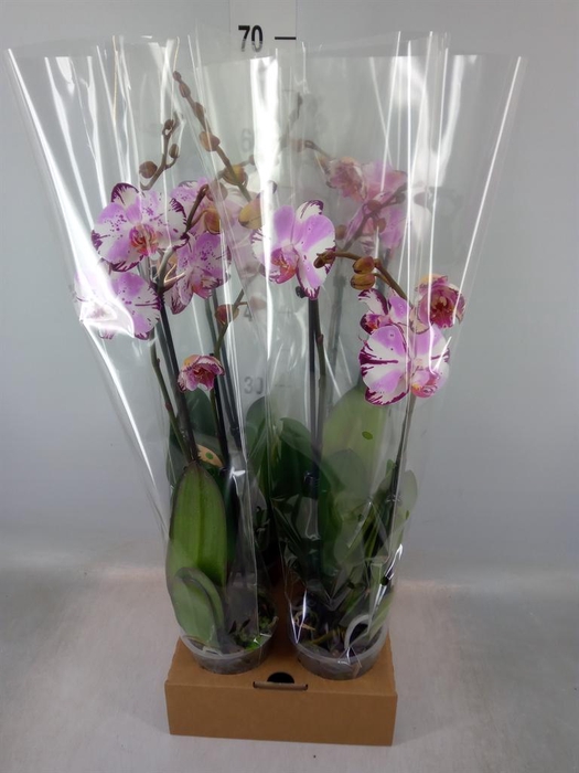 <h4>Phalaenopsis ...</h4>