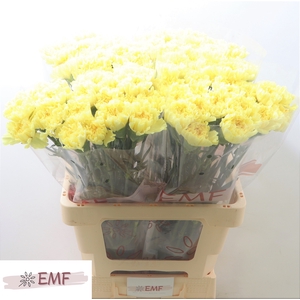 DI ST HERMES YELLOW