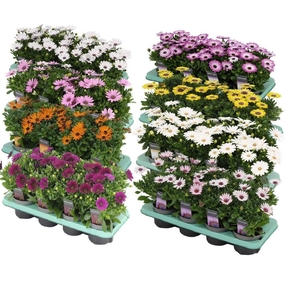 Osteospermum mixkar met 1 laag specialties Decorum