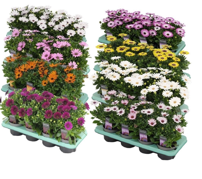 <h4>Osteospermum mixkar met 1 laag specialties Decorum</h4>
