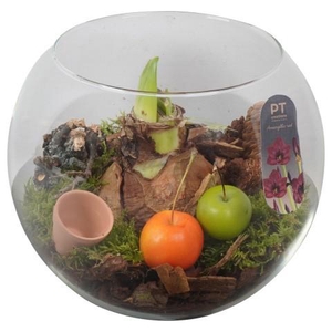 PTAA8816 Arrangement Amaryllis in glazen vissenkom