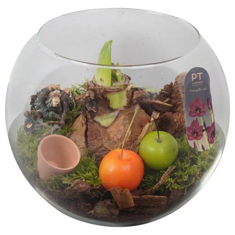 <h4>PTAA8816 Arrangement Amaryllis in glazen vissenkom</h4>