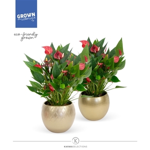 Anthurium - KARMA Million | Gold Mix