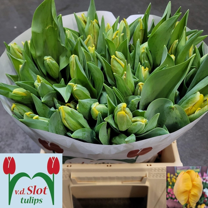 <h4>TU PA YELLOW SUN</h4>