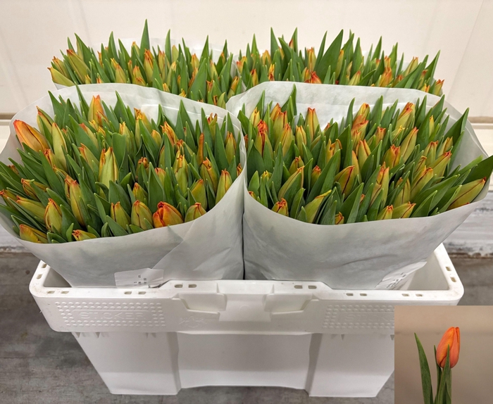 <h4>TU EN CHARADE</h4>