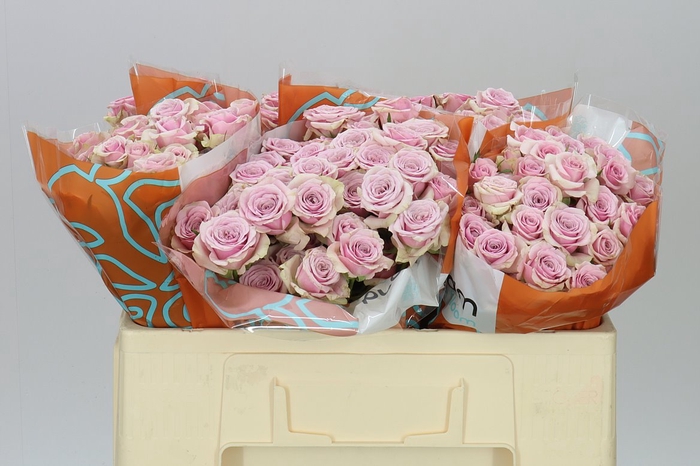 <h4>Rosa Tr Leila</h4>