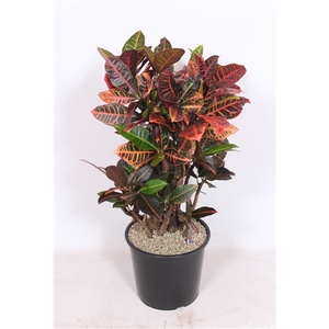 Codiaeum Petra (Croton Petra)