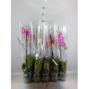 Phalaenopsis ...mix 5