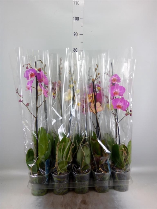 <h4>Phalaenopsis ...mix 5</h4>